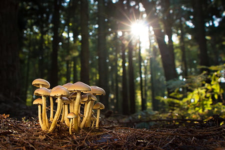 mushrooms under trees