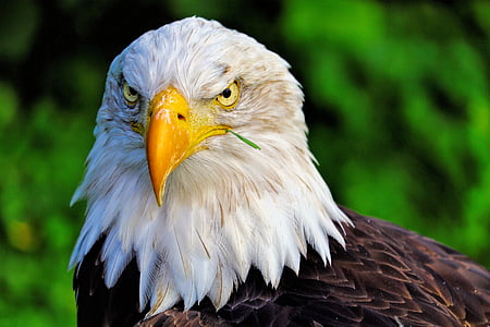 closeup photo of American bald eagle