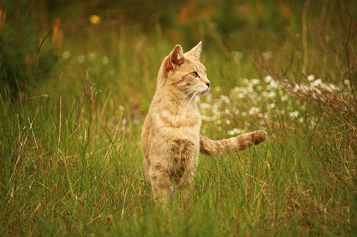 short-fur brown cat on the field at daytime photography