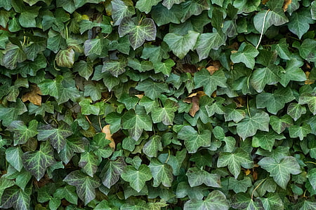 shallow focus photo of plant