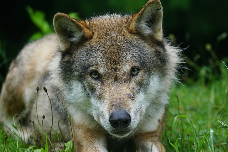 closeup photo of brown wolf laying on grass