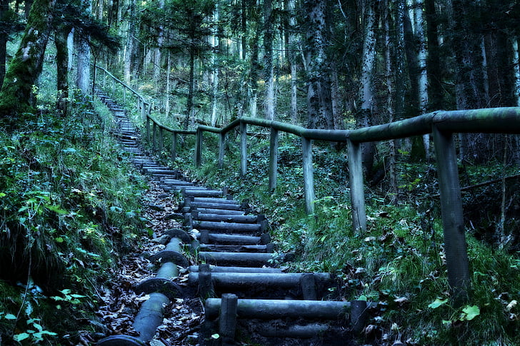 low angle photography of brown wooden stairs surrounded by trees at daytime