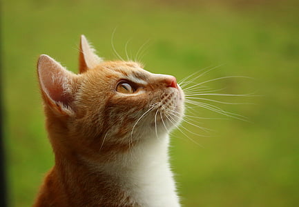 tilt shift lens photography of orange cat