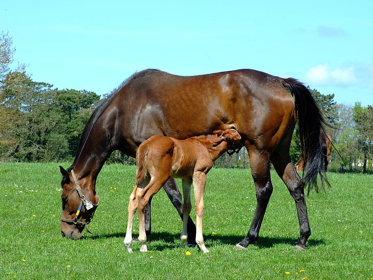 photograph of brown horse with pony