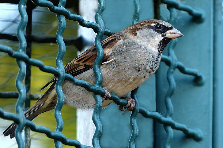 brown sparrow bird on green metal frame