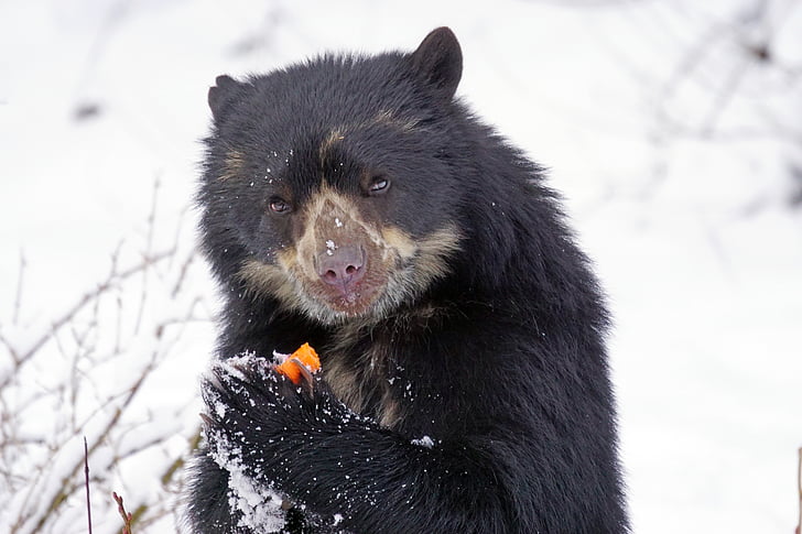 black and brown bear eating fruits on snowfield