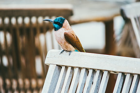 brown and blue bird perched on white wooden fence