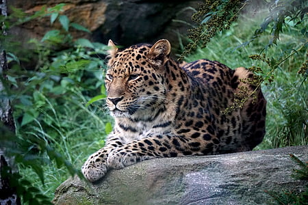 leopard resting on gray rock