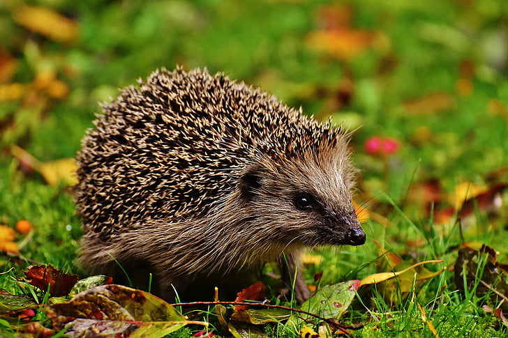 beige hedgehog on green grass at daytime