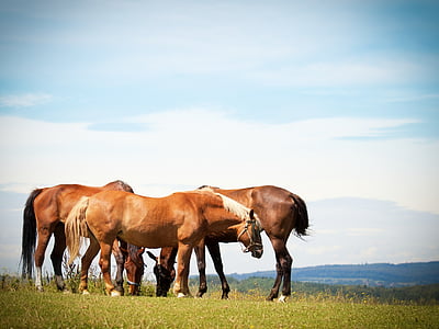 brown and orange horses under cloudy sky