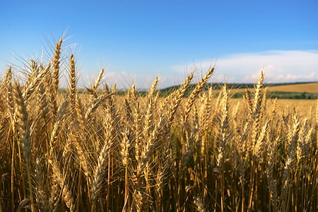 wheat field under sunny sky