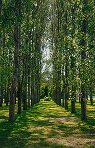 lined green leaf trees at daytome