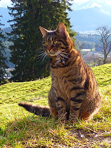 gray tabby cat on green grass field during daytime