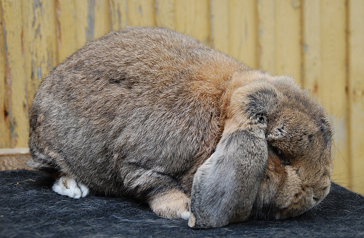 brown and gray rabbit on gray textile