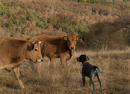 pointer dog standing on front of two cattles