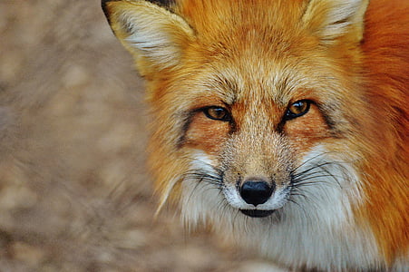 close-up photo of red fox