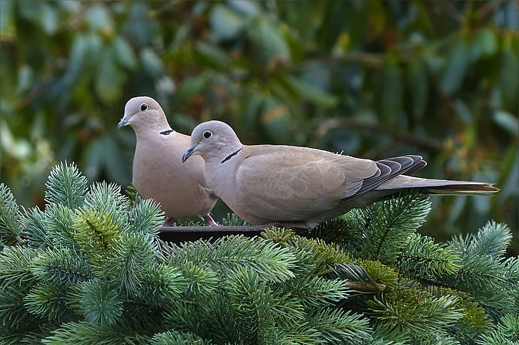 two gray birds on branch