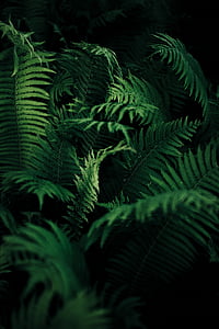 low-light photography of green ferns
