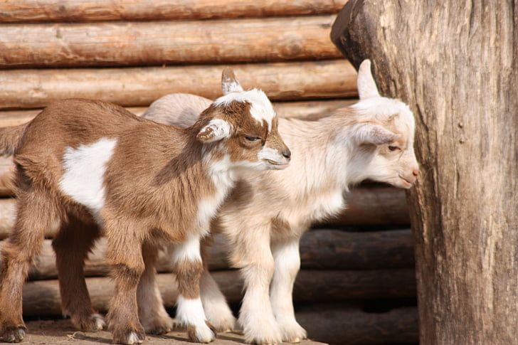 two white and brown goats on brown surface