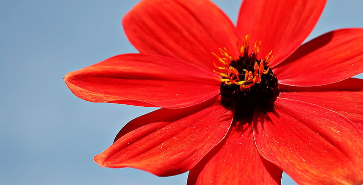 red peace eyed susan close up photography