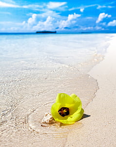 yellow rose mallow flower on white sand seashore under white and blue cloudy skies
