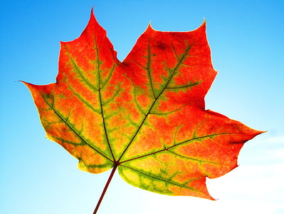 close up photography of maple leaf