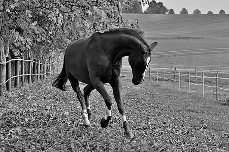 grayscale photograph of horse on ranch