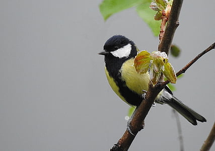black and yellow bird perched on branch