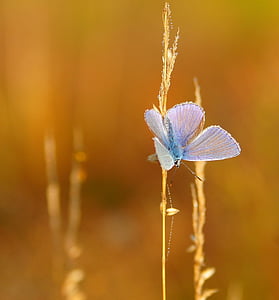 common blue butterfly on brown leaf