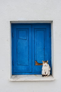 short-furred white and brown cat beside blue wooden window