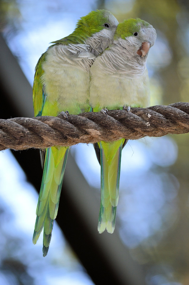 two green-and-white birds perched on brown rope