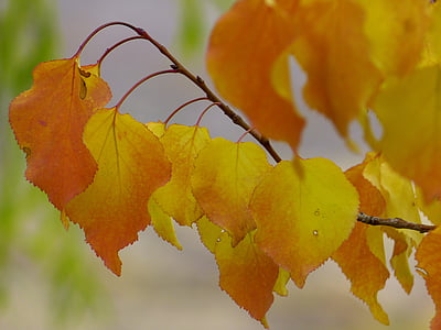 closeup photo of orange leafed plant