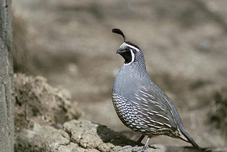 California quail standing on gray rock during daytime