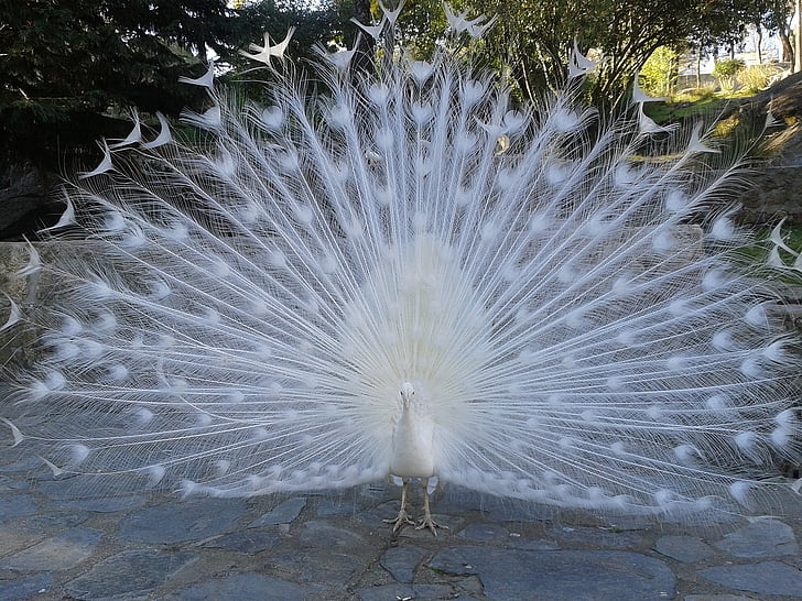 Royalty-Free photo: White peacock | PickPik