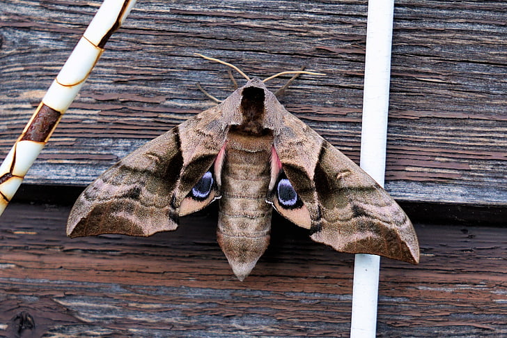 moth butterfly on wooden surface