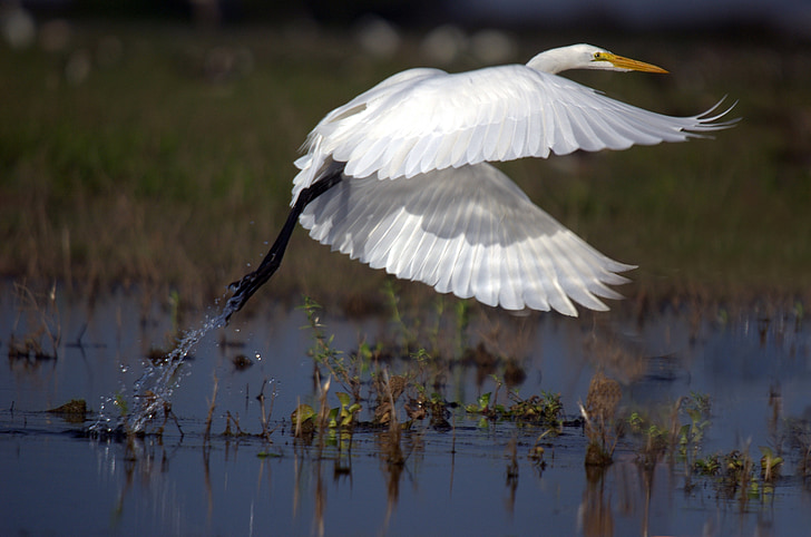 Royalty-Free photo: White crane hovering body of water - PickPik
