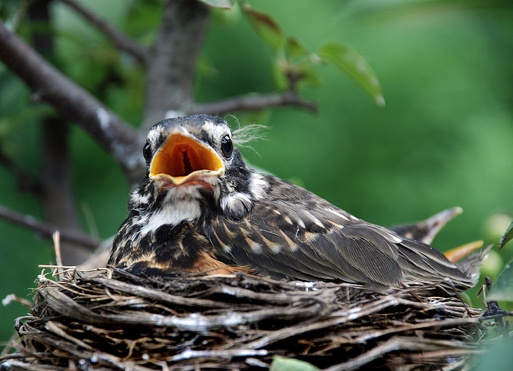 focus photography of fledgling robin bird on nest