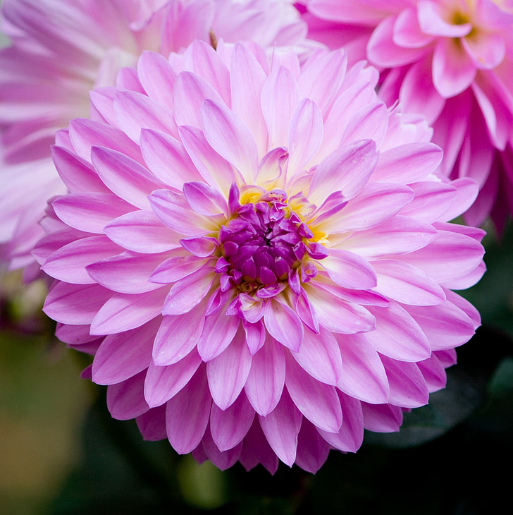close photo of pink petaled flower