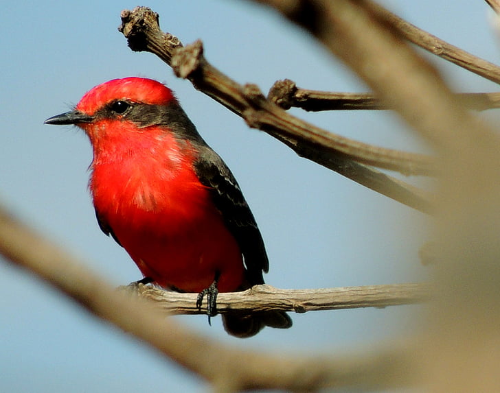 selective focus photography of red and black bird