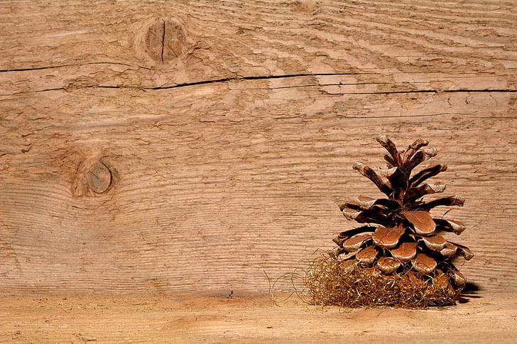 brown plant beside brown wooden wall