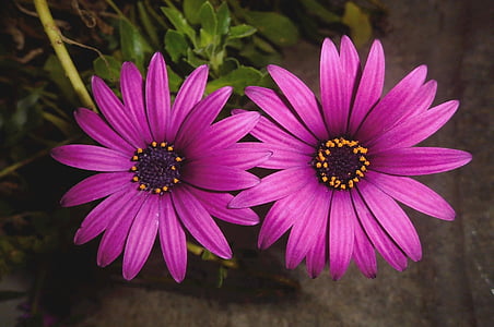 purple Cosmea rose