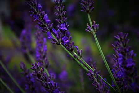 selective focus of lavender flower photography