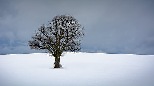 naked tree on snow field