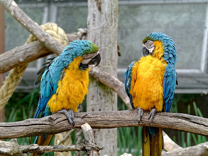 two blue-and-yellow macaws