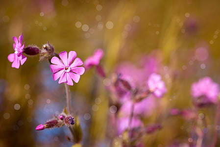 shallow photography of pink flowers