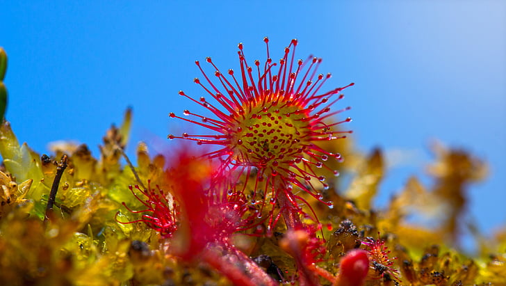 close-up photography of red flower under blue sky during daytime