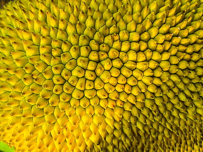 close up photo of jackfruit