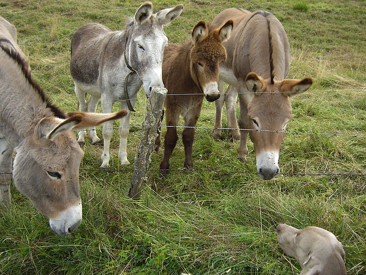 four brown donkeys