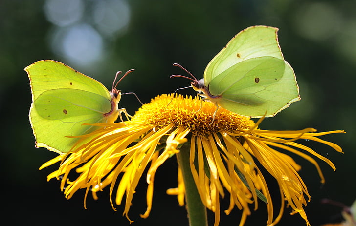 two green-and-yellow butterflies