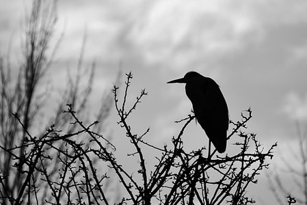 shallow focus photo of crow